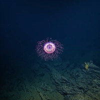 Loài sứa rực rỡ như pháo hoa ở độ sâu 1.200m dưới biển