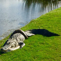 Cá sấu nằm bất động với trăn mốc quấn thân