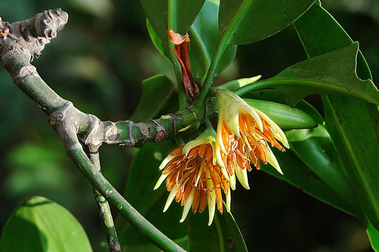 Vẹt đen sinh trưởng và phát triển nhanh ở vùng đất phù sa đang bồi tụ
