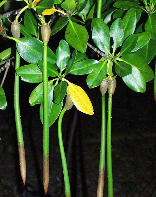 Đây là một hiện tượng vô cùng hiếm gặp ở các loài thực vật trên thế giới và ở Việt Nam,