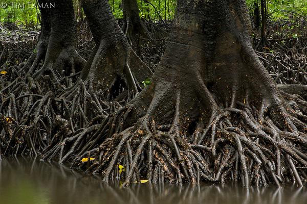 Vẹt đen cũng là cây gỗ có giá trị kinh tế cao