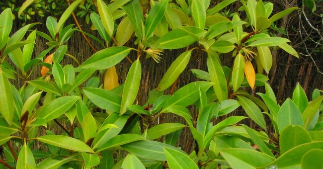 Kỳ lạ loài cây duy nhất ở Việt Nam có khả năng đặc biệt: Sinh và nuôi "con”