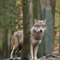 Sau 100 năm, chó sói mới xuất đầu lộ diện ở Bỉ