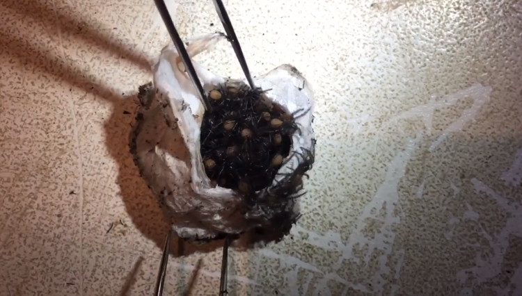 Bọc trứng nhện mạng phễu.