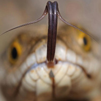 Bạn có biết chức năng của lưỡi rắn là gì không? Kết quả cực bất ngờ nhé!