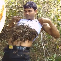 Dị nhân Ấn Độ miễn dịch với nọc ong