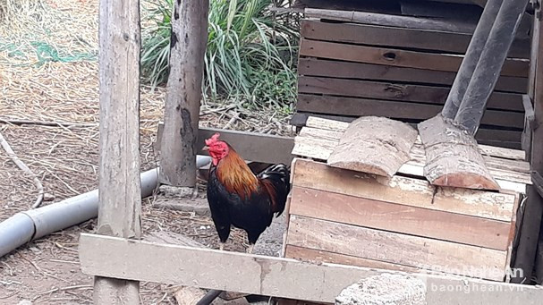 Chuyện lạ có thật: Gà trống đẻ trứng ở Nghệ An