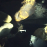 Phát hiện loài cá mù hiếm trong hang động Trung Quốc