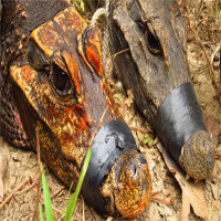 Cá sấu đột biến màu cam chuyên săn dơi trong động