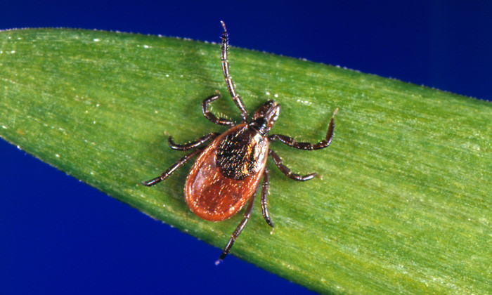 Sau SARS, Zika, 