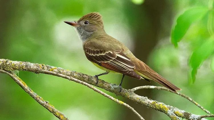 Nhiệt độ toàn cầu tăng làm thay đổi vóc dáng của loài chim