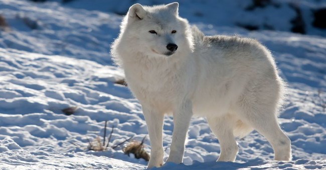 Những sự thật thú vị về động vật sống tại vùng Bắc cực