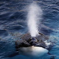 Wikie: Con cá voi biết nói tiếng người đầu tiên trong lịch sử nhân loại