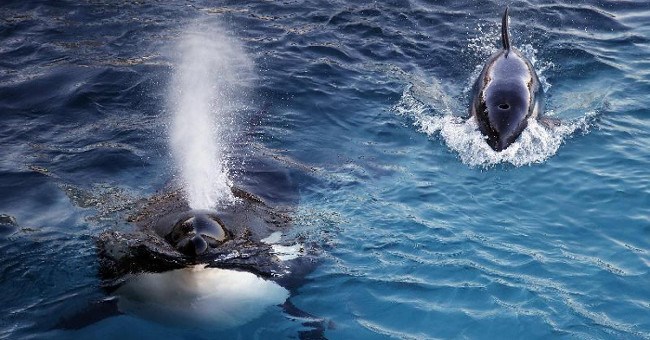 Wikie: Con cá voi biết nói tiếng người đầu tiên trong lịch sử nhân loại