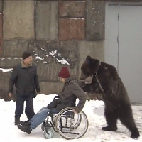Video: Gấu đứng thẳng đẩy xe lăn cho người dạy xiếc