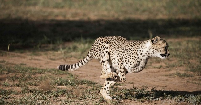 Bí mật bất ngờ đằng sau tốc độ "thần thánh" của báo đốm: 100km/h