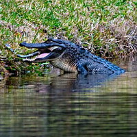 Cá sấu ăn thịt đồng loại trên mặt hồ Mỹ