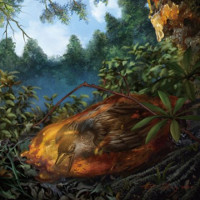 Hóa thạch chim nguyên vẹn nhất trong hổ phách 99 triệu năm