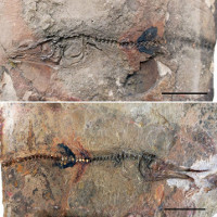 Cậu bé Colombia đi chơi, tìm ra hóa thạch quý 90 triệu tuổi