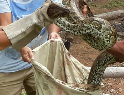 Bắt trăn quái vật dài 5 mét ăn trộm gà vịt ở Nam Phi