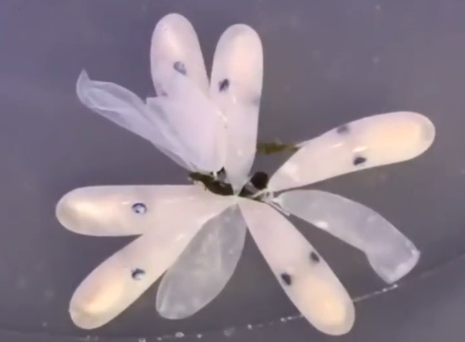 Trứng bạch tuộc sắp nở.