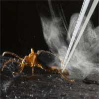 Loài bọ bị kẻ thù nuốt vẫn thoát nhờ vũ khí đặc biệt