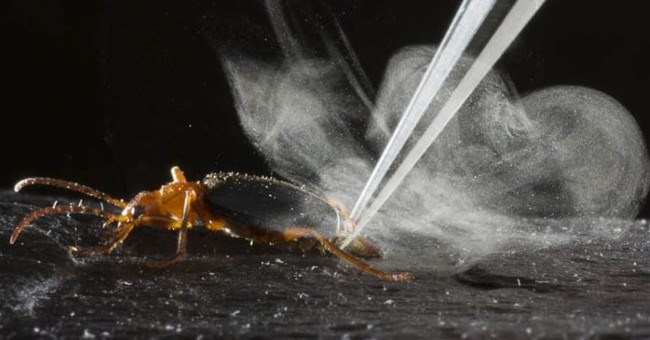 Loài bọ bị kẻ thù nuốt vẫn thoát nhờ vũ khí đặc biệt