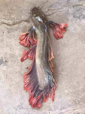 Độc nhất vô nhị: Cá trê rồng sặc sỡ không phải là trò đùa 