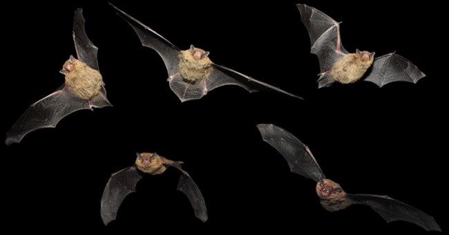 Tìm ra chìa khóa của sự trường sinh bất lão