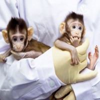Số phận đôi khỉ nhân bản đầu tiên trên thế giới ở Trung Quốc