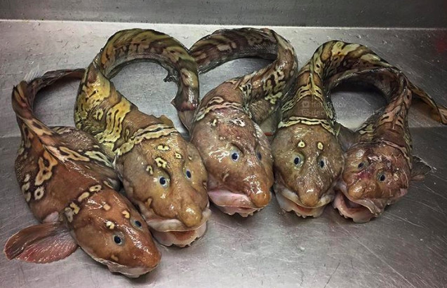 8 sinh vật kỳ quặc tưởng chừng như chúng không thuộc về hành tinh này