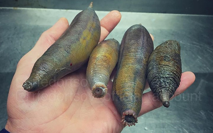 8 sinh vật kỳ quặc tưởng chừng như chúng không thuộc về hành tinh này