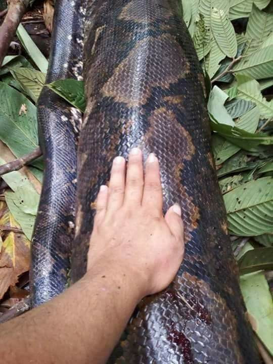 Malaysia: Bắt trăn khổng lồ nặng 1 tạ to lớn chưa từng thấy