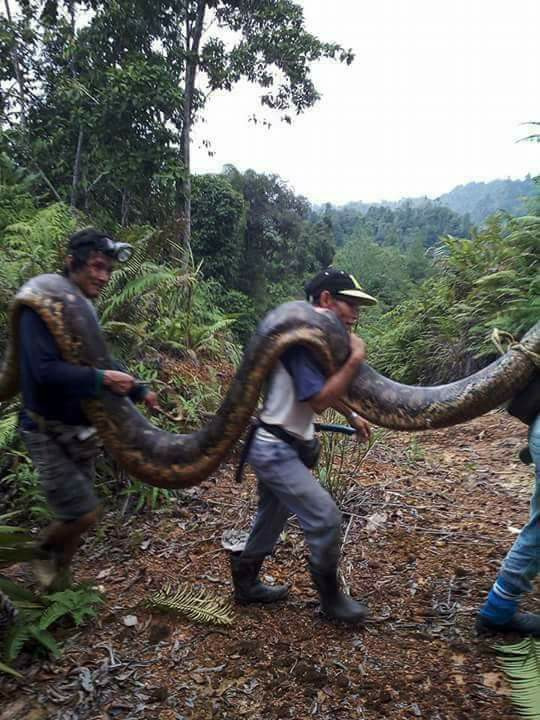 Malaysia: Bắt trăn khổng lồ nặng 1 tạ to lớn chưa từng thấy