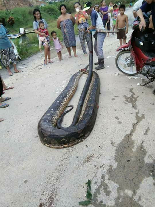 Malaysia: Bắt trăn khổng lồ nặng 1 tạ to lớn chưa từng thấy