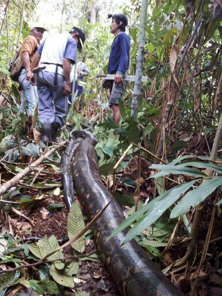Malaysia: Bắt trăn khổng lồ nặng 1 tạ to lớn chưa từng thấy