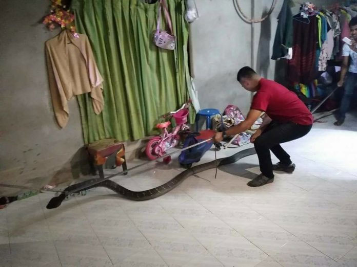 Thái Lan: Kinh hãi hổ mang chúa khổng lồ 5 mét mò vào nhà dân