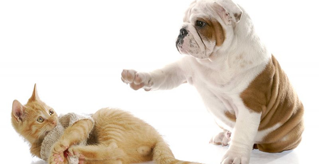“Mèo đến nhà thì khó, chó đến nhà thì sang”, vì sao?