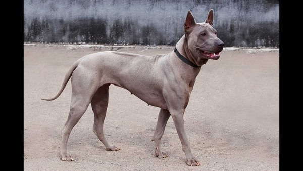 5 giống chó hiếm nhất thế giới