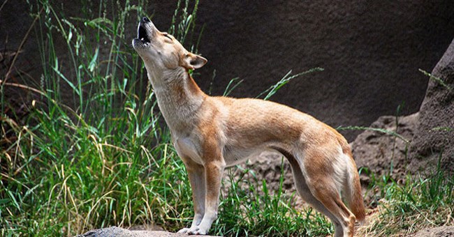 Giống chó biết hát như ca sĩ, hiếm bậc nhất thế giới