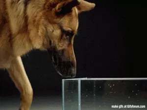 Chào năm Chó, hãy tìm hiểu những sự thật cực bất ngờ về giống loài 