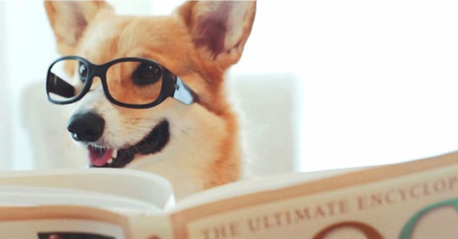 Chào năm Chó, hãy tìm hiểu những sự thật cực bất ngờ về giống loài "bạn thân" của con người này