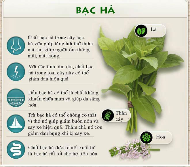 Tác dụng chữa bệnh thần kỳ của các loại rau thơm