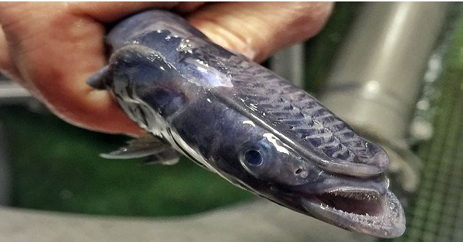 Ngư dân Nga chuyên "săn" thủy quái ngoài hành tinh lại lên sóng với bộ sưu tập mới