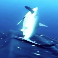 Đàn cá mập lụa áp sát cá mập voi để cọ lưng
