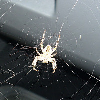 Lí do tại sao hay tìm thấy nhện trong xe