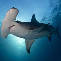 Chiếc “búa” của cá mập đầu búa để làm gì?