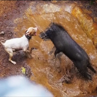 Video: Sốc cảnh đấu trường chó pitbull tử chiến lợn rừng đẫm máu