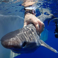 Phát hiện loài cá mập mới ở Đại Tây Dương