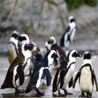 Trái đất nóng lên, loài chim cánh cụt hoàng đế có nguy cơ tuyệt chủng